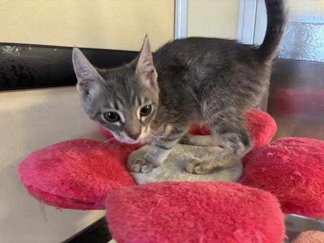 Unknown - Domestic Short Hair