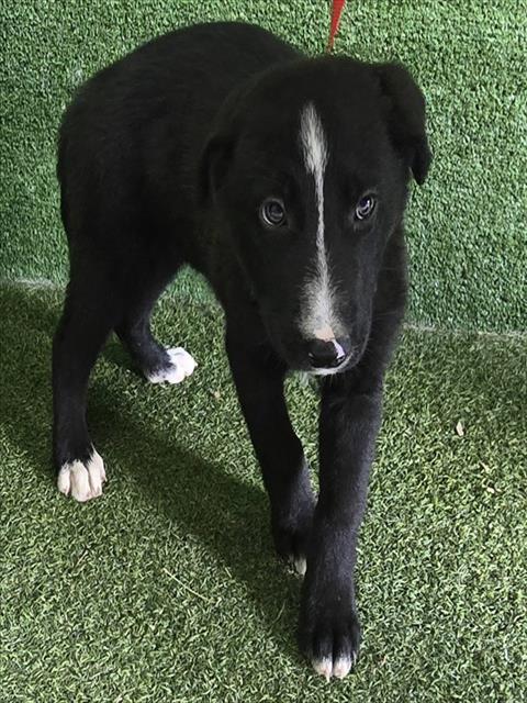 Max
