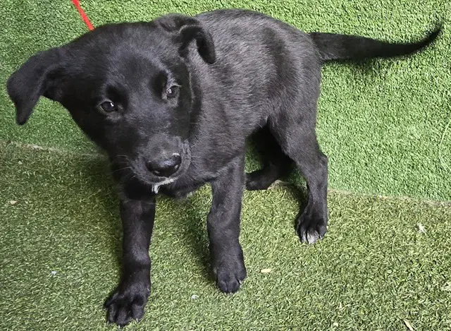 Max - German Shepherd Dog