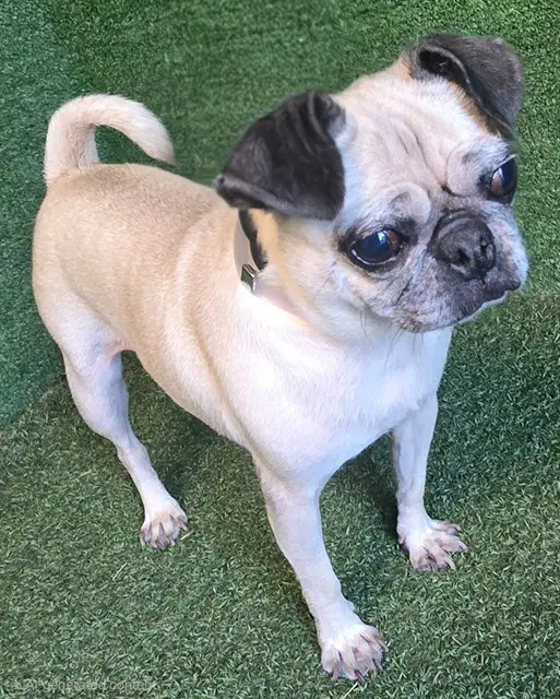 Moonpie - Pug