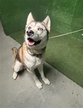 Creeper - Husky
