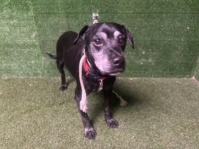 Coraline - Labrador Retriever
