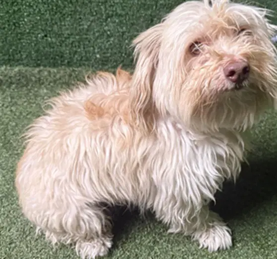 Walter - Maltese