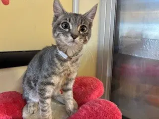 Pumpkin - Domestic Short Hair