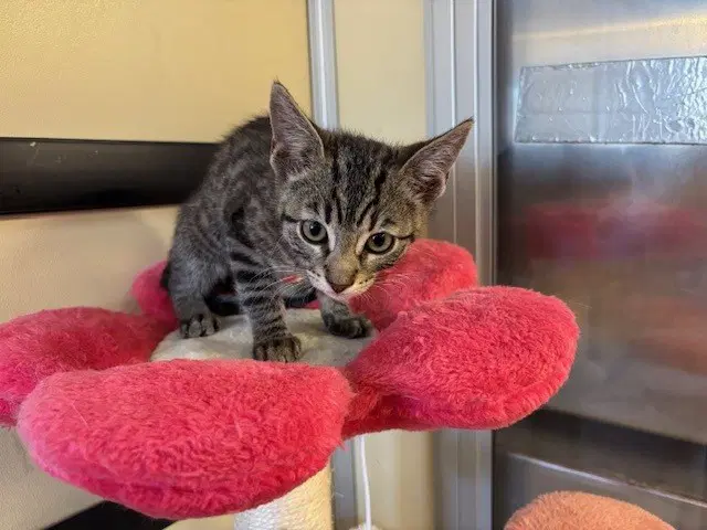 Brust - Domestic Short Hair