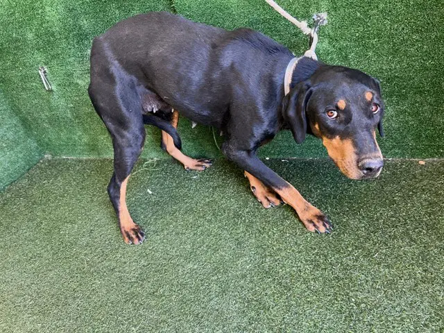 Chai - Doberman Pinscher