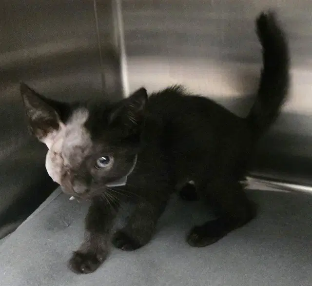 Elenora - Domestic Short Hair