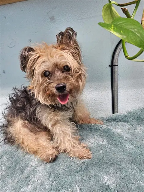 Banana - Yorkshire Terrier Yorkie