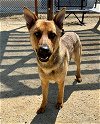adoptable Dog in castaic, CA named BUTTERS