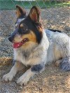 adoptable Dog in castaic, CA named ASH