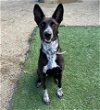 adoptable Dog in castaic, CA named DOLLY