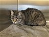 adoptable Cat in castaic, CA named CANDY
