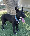 adoptable Dog in castaic, CA named ARIES