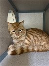 adoptable Cat in castaic, CA named CHEETO