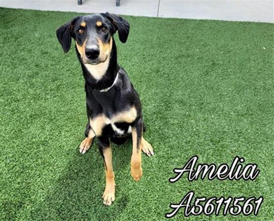 adoptable Dog in Castaic, CA named AMELIA