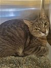 adoptable Cat in castaic, CA named CLEO