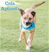 adoptable Dog in castaic, CA named COLA