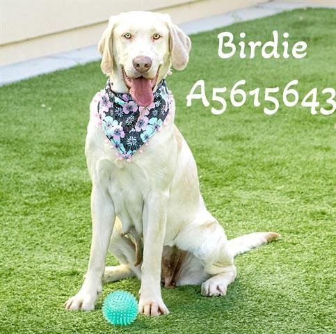 adoptable Dog in Castaic, CA named BIRDIE