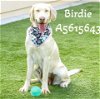 adoptable Dog in castaic, CA named BIRDIE