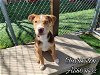 adoptable Dog in castaic, CA named CHARLESTON