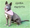 adoptable Dog in castaic, CA named GLORIA