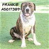 adoptable Dog in castaic, CA named FRANKIE