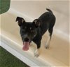 adoptable Dog in castaic, CA named DRAKE
