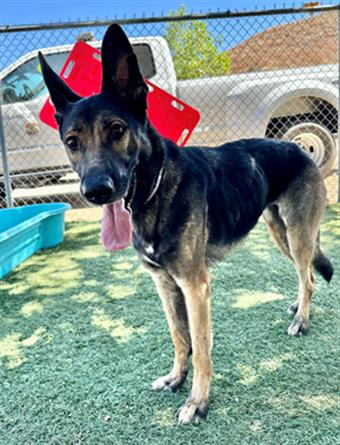 adoptable Dog in Castaic, CA named MIA