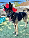 adoptable Dog in Castaic, CA named MIA