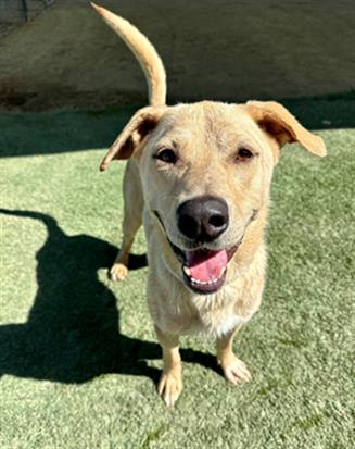 adoptable Dog in Castaic, CA named JIM