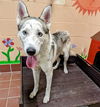 adoptable Dog in Castaic, CA named GHOST