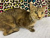 adoptable Cat in Castaic, CA named CARAMEL