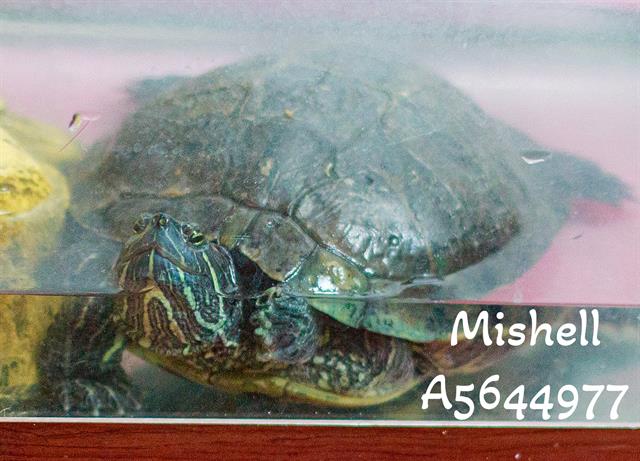 adoptable Turtle in Castaic, CA named MISHELL