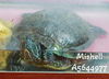 adoptable Turtle in  named MISHELL