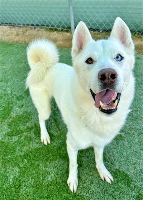 adoptable Dog in Castaic, CA named TOBY