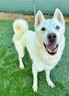 adoptable Dog in Castaic, CA named TOBY