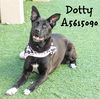 adoptable Dog in  named DOTTY