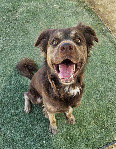 adoptable Dog in Castaic, CA named BANDIT