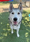 adoptable Dog in Castaic, CA named NIMBUS