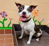 adoptable Dog in Castaic, CA named OREO