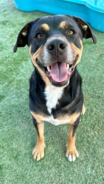 adoptable Dog in Castaic, CA named BEAR