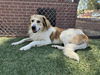 adoptable Dog in Castaic, CA named KLONDIKE