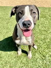 adoptable Dog in Castaic, CA named KIRBY