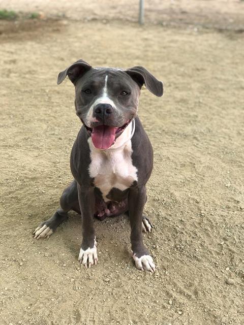 adoptable Dog in Castaic, CA named JOSIE