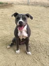 adoptable Dog in Castaic, CA named JOSIE