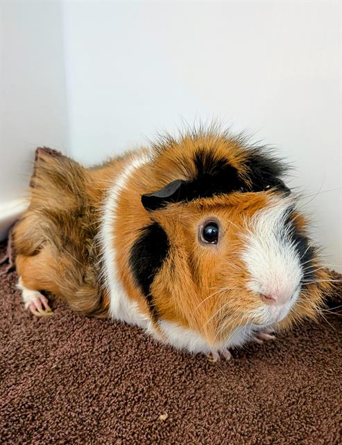 adoptable Guinea Pig in Castaic, CA named MELVIN