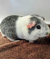 adoptable Guinea Pig in Castaic, CA named BART