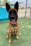 adoptable Dog in  named LEYA