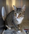 adoptable Cat in Castaic, CA named JUNA