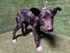 adoptable Dog in Castaic, CA named RAVEN